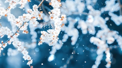 4K唯美治愈樱花