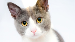 萌宠小猫咪