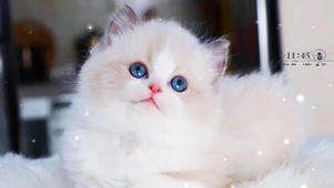 可爱小萌猫