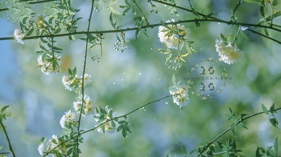 清新治愈白木香花