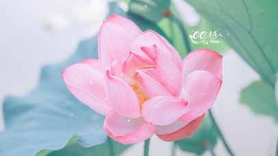 4K 荷花