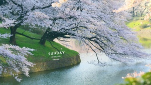 河边樱花树