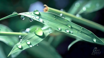 4K水滴竹叶（清新护眼）