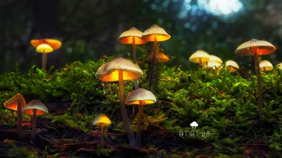 6K 超清治愈【星落】