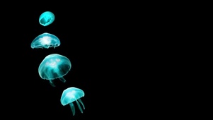 深海魔法水母