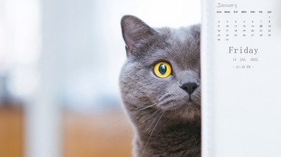 可爱猫咪偷偷盯着你