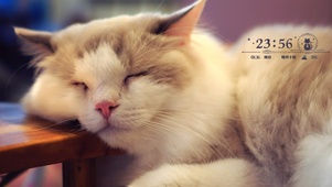 碎觉觉滴猫咪