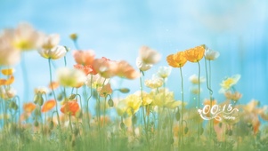 护眼花丛