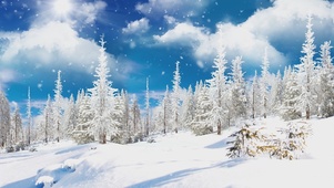 蓝天白云树林冬天雪景