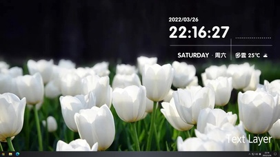 春日限定郁金香2