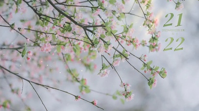 治愈唯美桃花飘落