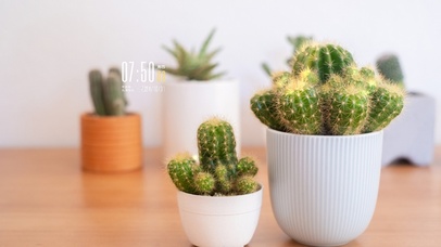 简约小清新盆栽电脑壁纸