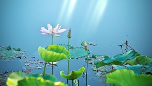唯美荷花风景桌面壁纸