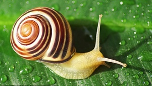 雨中蜗牛