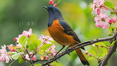 4k简约枝头小鸟