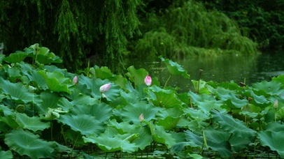 4k 治愈护眼雨天荷花池