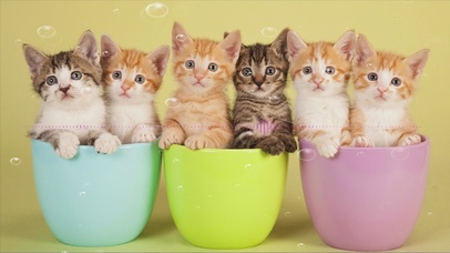 夏天可爱杯子小猫咪