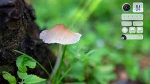 森林蘑菇