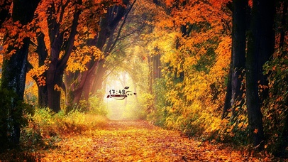 4K唯美治愈秋季森林