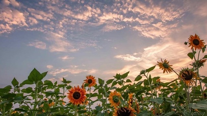 世间治愈的是愿意自渡的人