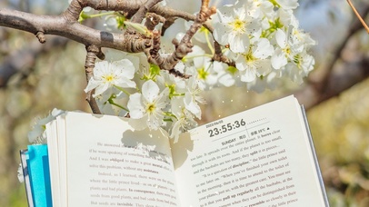 4K唯美治愈樱花落叶