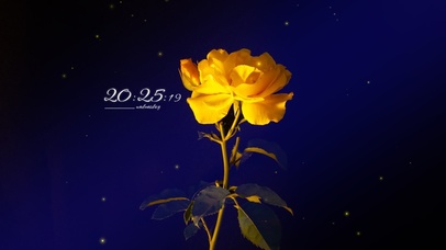 4k高清唯美黄玫瑰