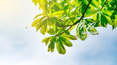 4k唯美清新壁纸