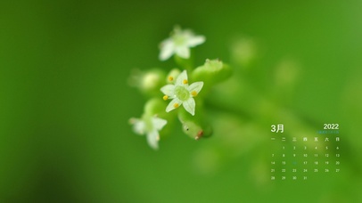 护眼治愈小白花