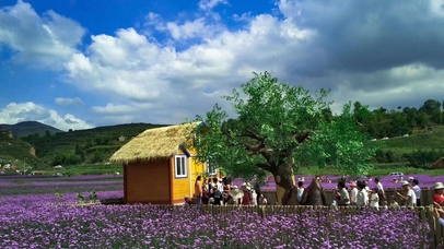 我的家乡—花海