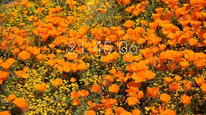 4k阳光温暖花卉桌面