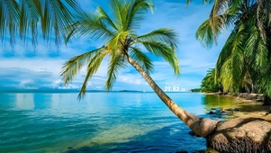 4k海边椰子树