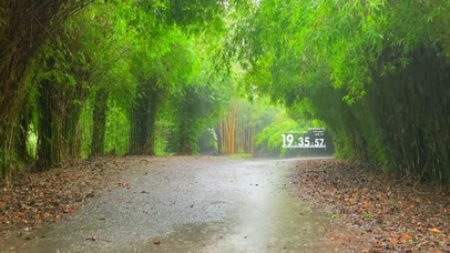 治愈护眼雨天竹林