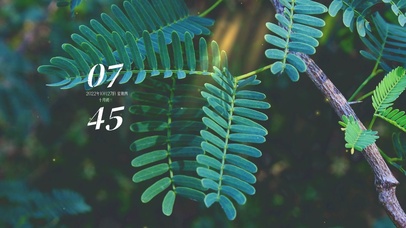 4k护眼阳光植物桌面