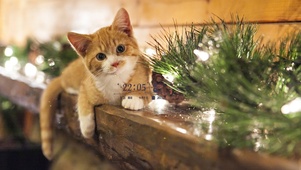 萌宠猫猫