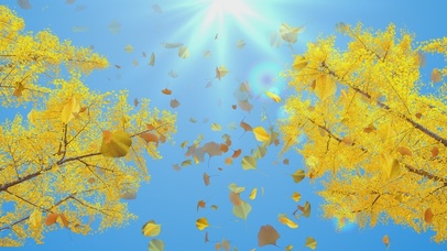 秋天银杏叶飘落