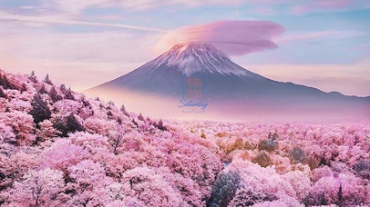 唯美樱花富士山