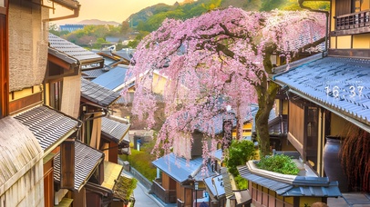 4k治愈唯美日系樱花