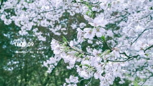 白色樱花