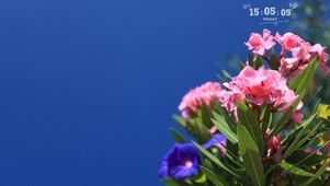 粉色小花花