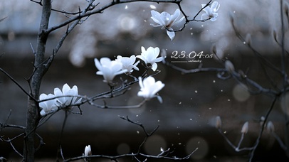 清新唯美玉兰花