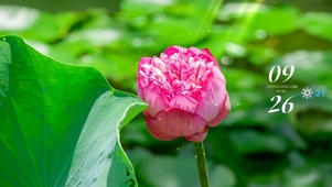 唯美荷花