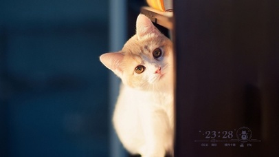 小猫咪静静地看帅哥上班