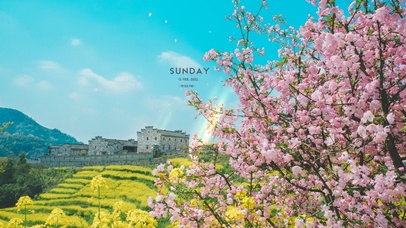 治愈唯美樱花田间风光