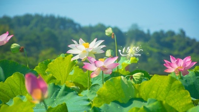 唯美荷花