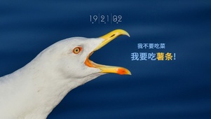 我不要吃菜我要吃薯条