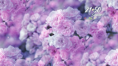 治愈唯美蔷薇花