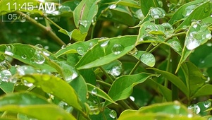 雨珠