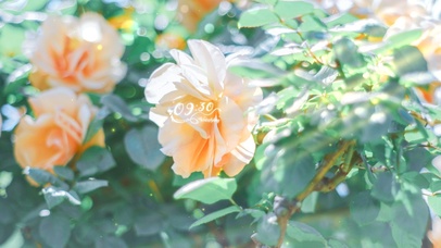 4K唯美治愈护眼花朵