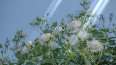 唯美茉莉花绽放