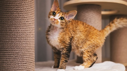 4K治愈德文小奶猫超可爱！